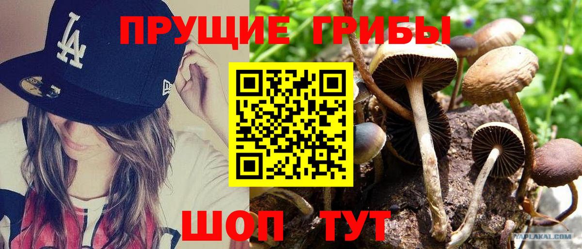 Псилоцибиновые грибы Psilocybine cubensis  Вход с VPN  Псилоцибиновые грибы мицелий  Белебей 